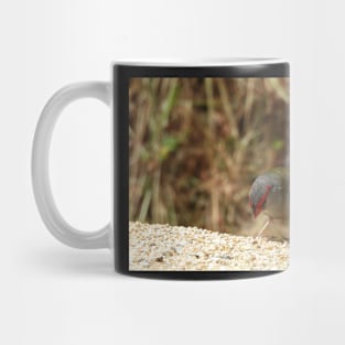 Red-browed Finch at Norton Summit eating Mug